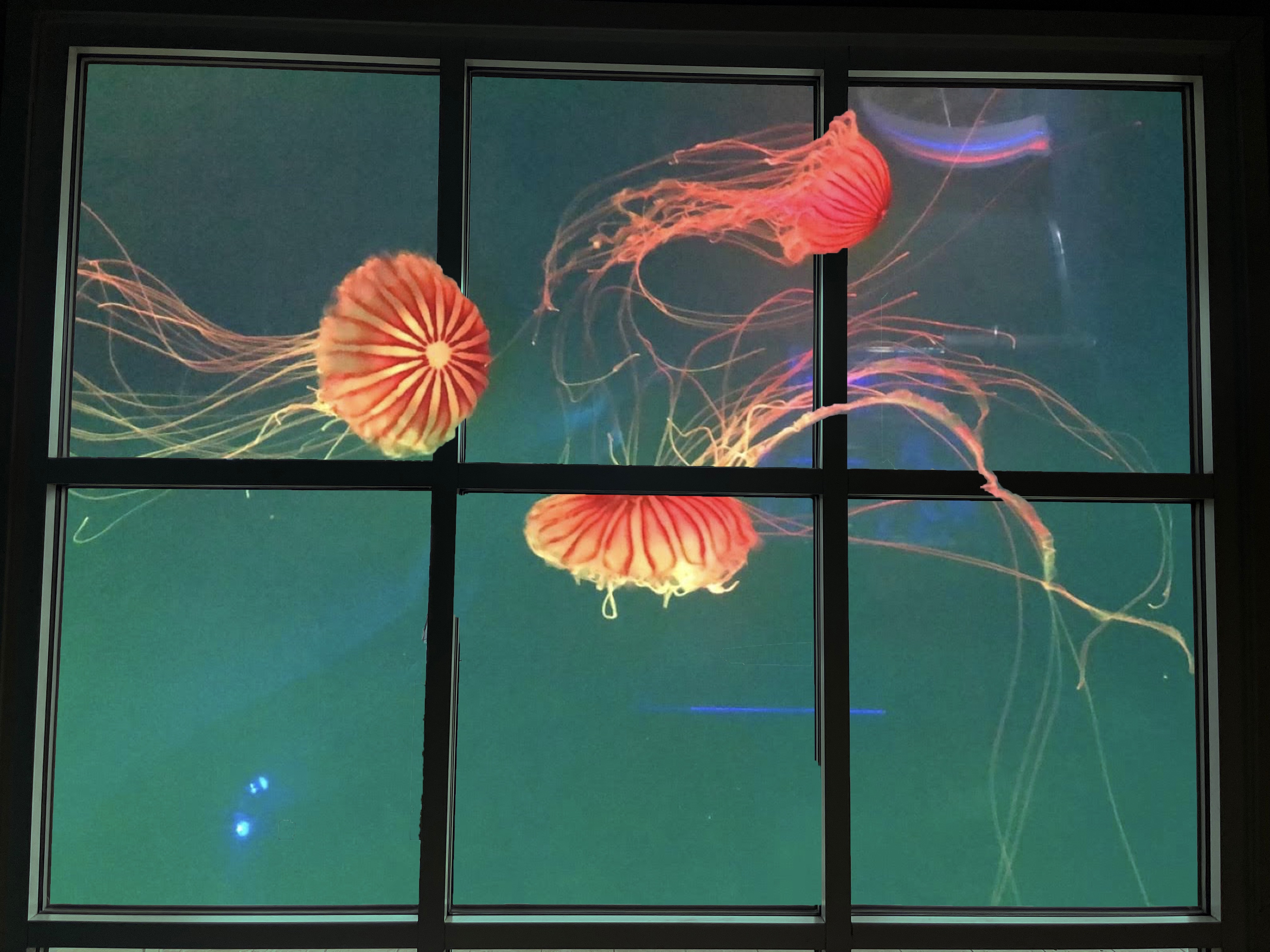 photomontage of jellyfish floating around window panes